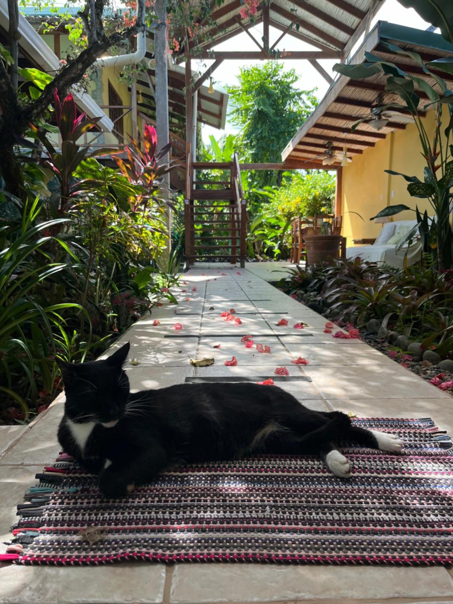 Hotel Pura Vida Puerto Viejo de Talamanca Dış mekan fotoğraf